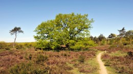Wetsvoorstel strijdig met Habitatrichtlijn