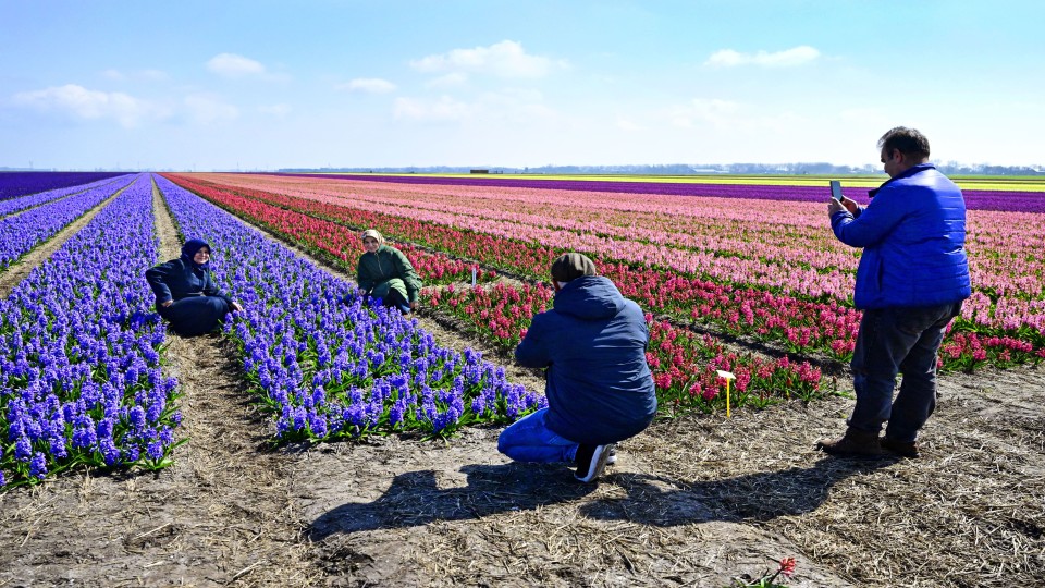 Bollenvelden in Noord-Holland in begin april dit jaar.