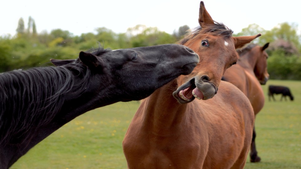 paarden