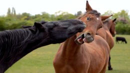 Boekel moet van RvS bestemmingsplan herstellen