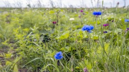 Doelsturing in de landbouw is erg lastig, aldus nieuw onderzoek