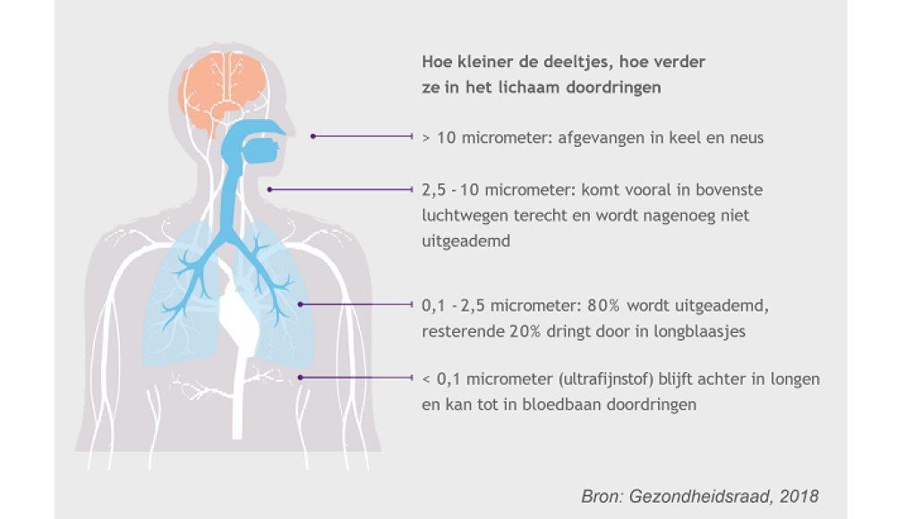 Hoe kleiner de deeltjes, hoe verder ze in het lichaam doordringen.
