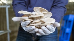 Sinaasappel? Potentieel Gevaarlijk!