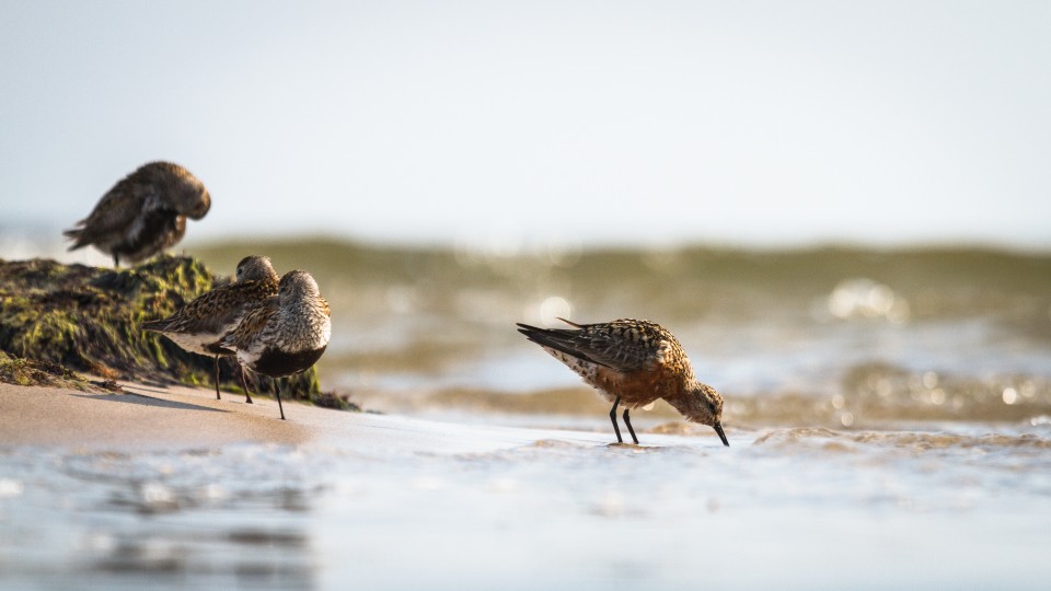 Vogels zandbank