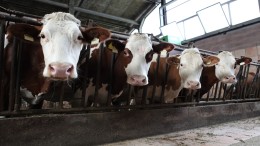 Harde kritiek Europa op Nederlands landbouwbeleid