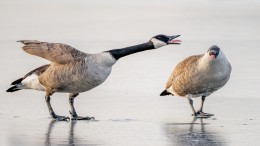 De gans houdt zich niet aan provinciegrenzen