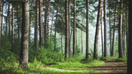 Elk boompje telt voor de bossenmakelaar