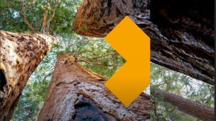 AI: verantwoord kiezen vanuit Richting, Ruimte en Regie