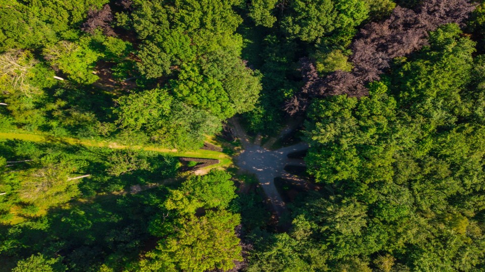 Sterrebos in Limburg