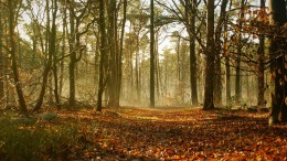 Staatsbosbeheer wil meer geld van provincies