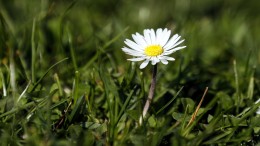 Gif tegen madeliefje op voetbalveld mag