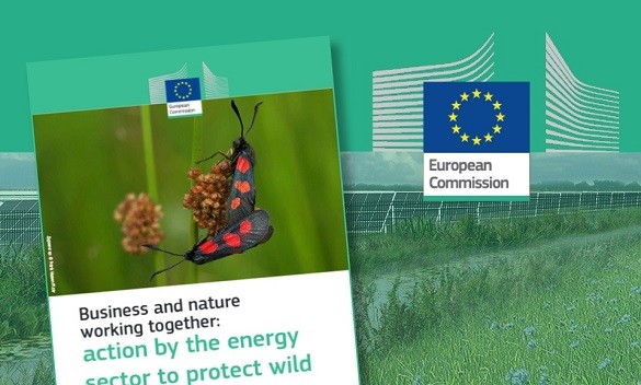 Business and nature working together: action by the energy sector to protect wild pollinators