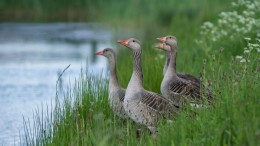 Herten en ganzen opgelet!
