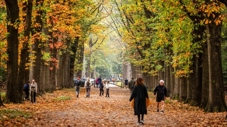 Bospad met herfstkleurige bomen en voetgangers in het Mastbos Breda.