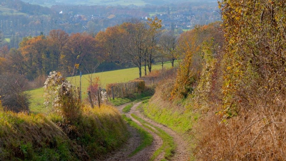 shutterstock bossen Zuid-Limburg