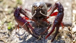 De rivierkreeft als de zondebok van de wateren