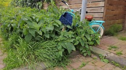 ‘Ecologisch maaien is als pleisters plakken’