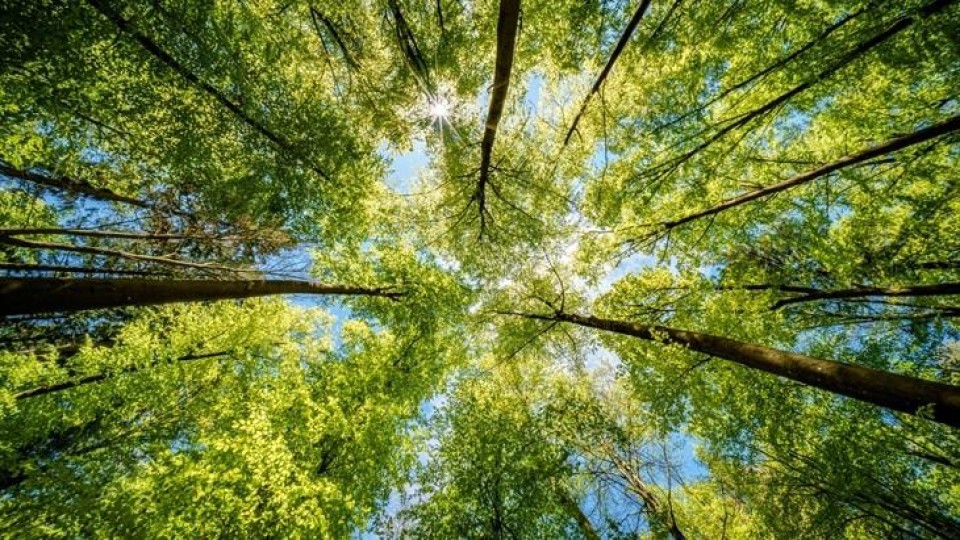 bomen