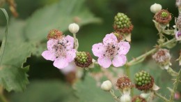 ‘Bomen zijn bijna altijd problematisch’