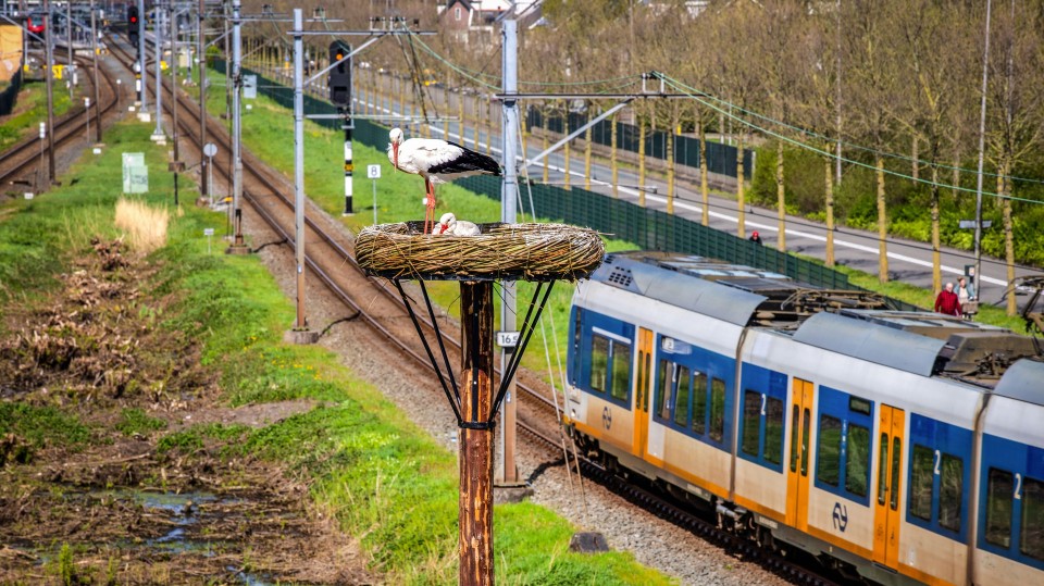 Een nestpaal van ProRail tussen twee sporen bij Alphen aan den Rijn, bedoeld om ooievaars van de bovenleidingen te houden.