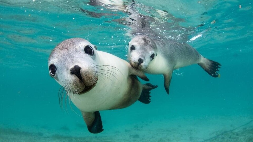 Zeehonden