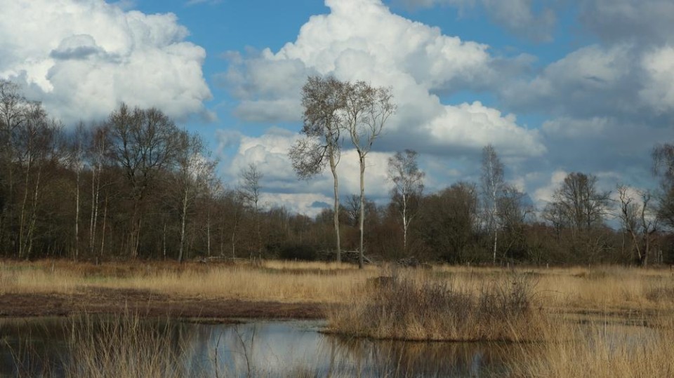 Aamsveen, het hoogveengebied