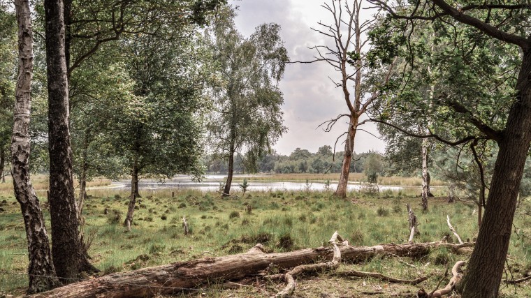 De waterkoek vergroten op de Utrechtse Heuvelrug