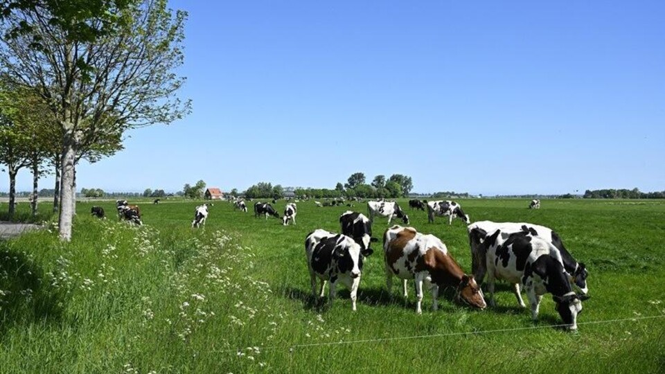 Koeien in de wei in de Groningse gemeente Westerkwartier, mei 2025.