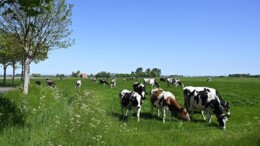 Provincies, pak de ‘metaregie’ in het landelijk gebied