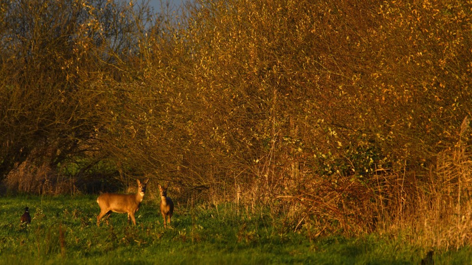 Reeën kortgeleden tijdens het gouden uur in een natuurgebied nabij Terheijden, in Noord-Brabant.