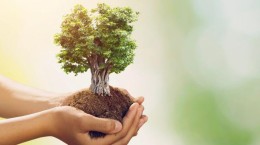 Nijmegen deelt gratis bomen uit