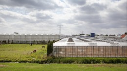 Westland wil toch asielzoekers opvangen