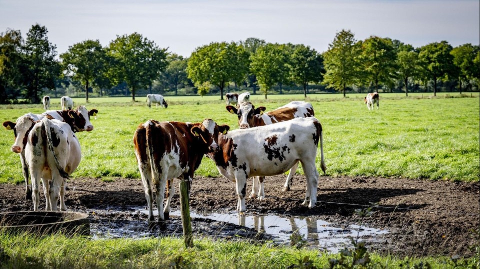 Koeien in Barneveld, in Gelderland.