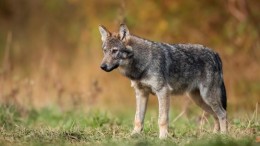 Partijen hameren bij verkiezingen op strengere aanpak wolf