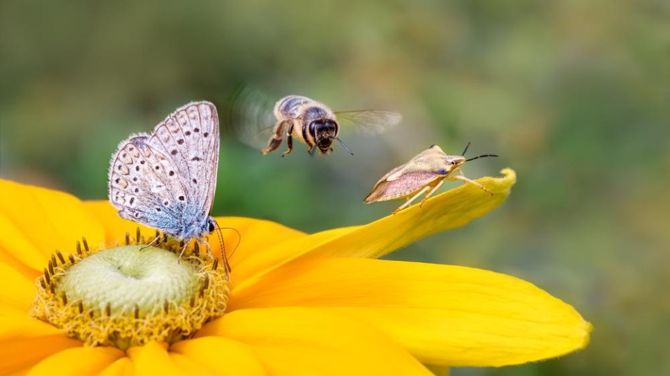 Bij en bloem - biodiversiteit