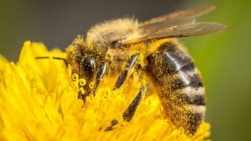 een bij op een gele bloem