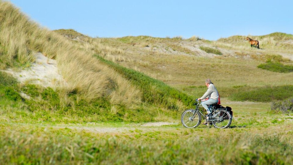 De duinen bij Bergen