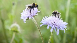 Harmony with Nature: natuurlijke systemen als basis voor duurzame ontwikkeling