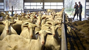 Geitenhouderijen: ‘Het onderwerp ligt gevoelig’