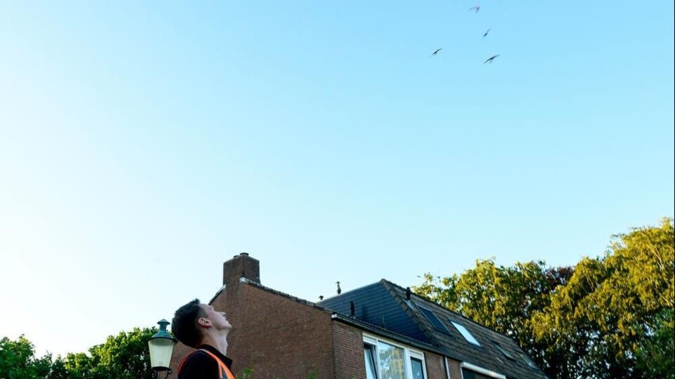 Ecoloog Frank van Schie volgt een vlucht gierzwaluwen