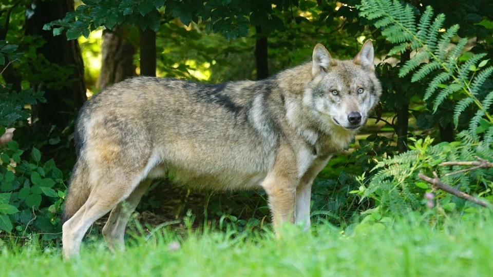 Wolf