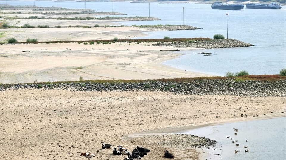 De scheepvaart Scheepvaart ervaart hinder van extreem laag water in rivier de Waal.