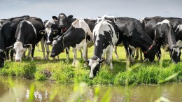 Planbureaus: coalitie haalt haar eigen stikstofdoelen niet
