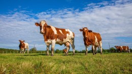 Provincies willen knaken bij stikstoftaken