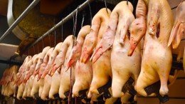 Ermelo wil vergunningen eendenslachterij intrekken