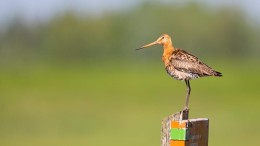 Gruttodoelen 'nauwelijks realiseerbaar'