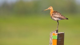Aantal weidevogels blijft hard dalen