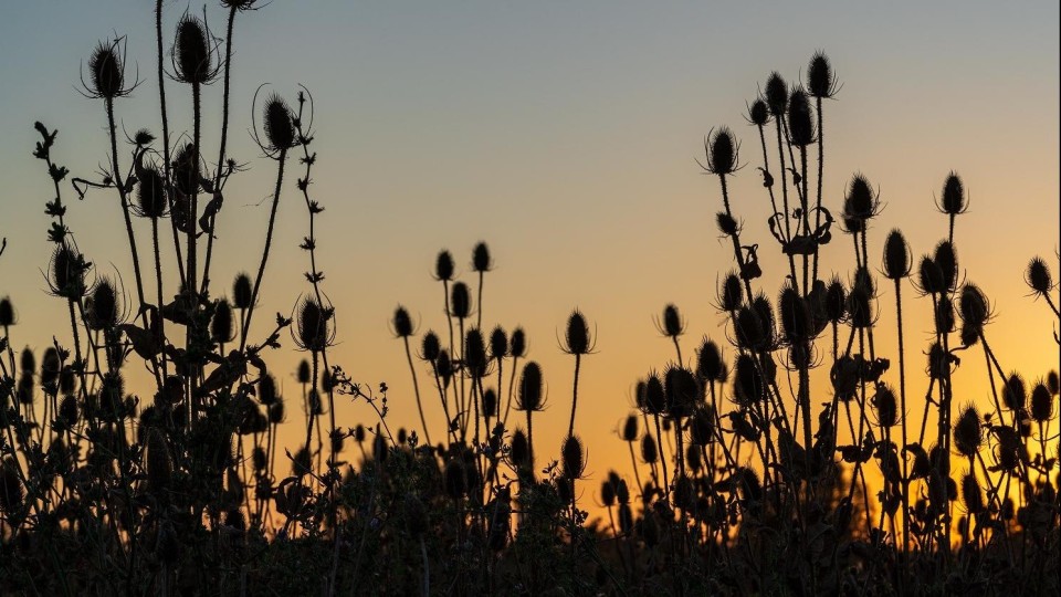 Bloemenranden bij een landbouwareaal.