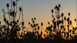 Provincies: behoud 500 miljoen voor agrarisch natuurbeheer