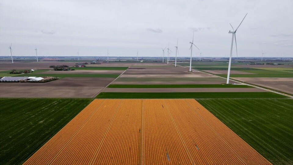 Een bollenveld in bloei bij Biddinghuizen, met windturbines.